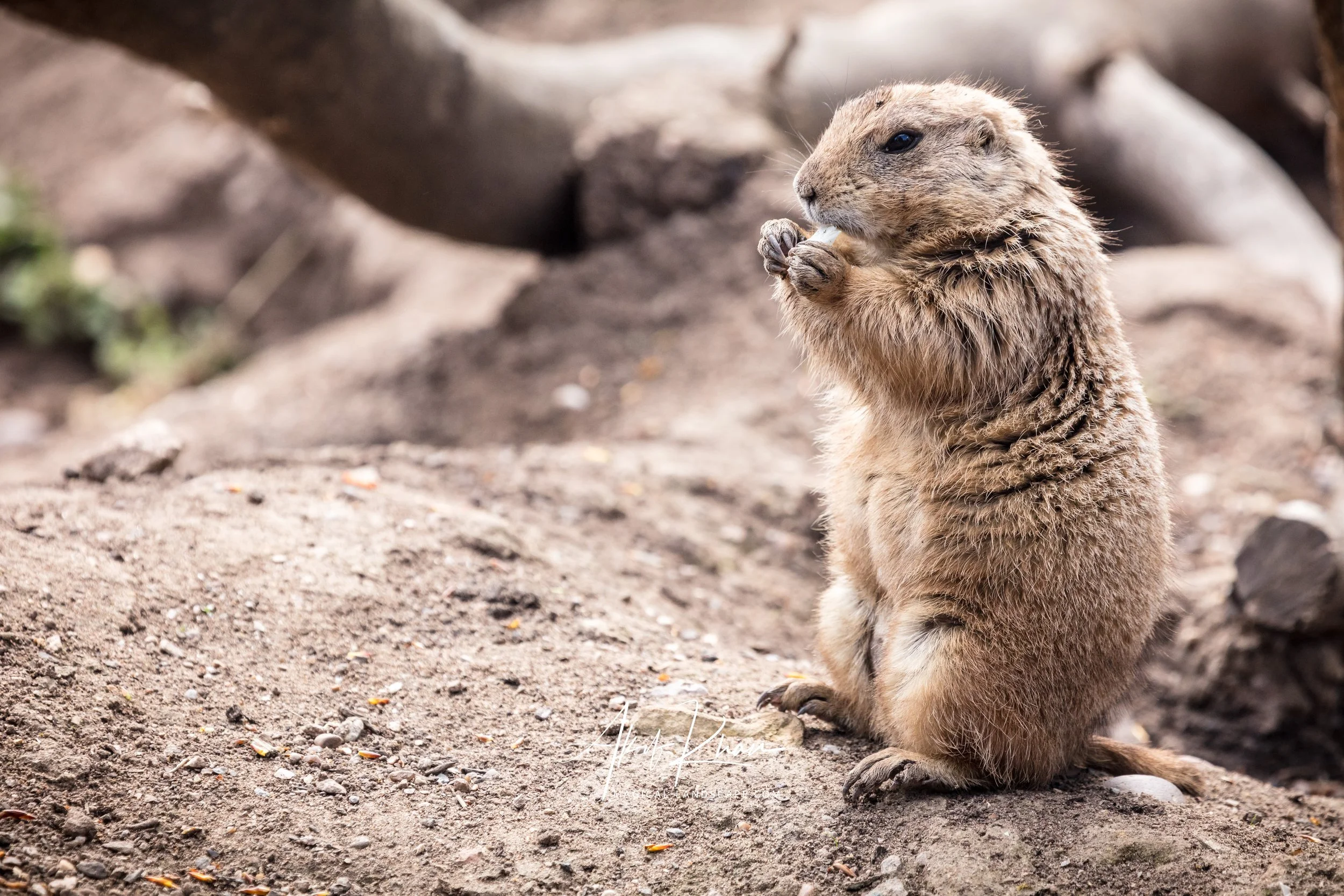 Twycross zoo-100.jpg