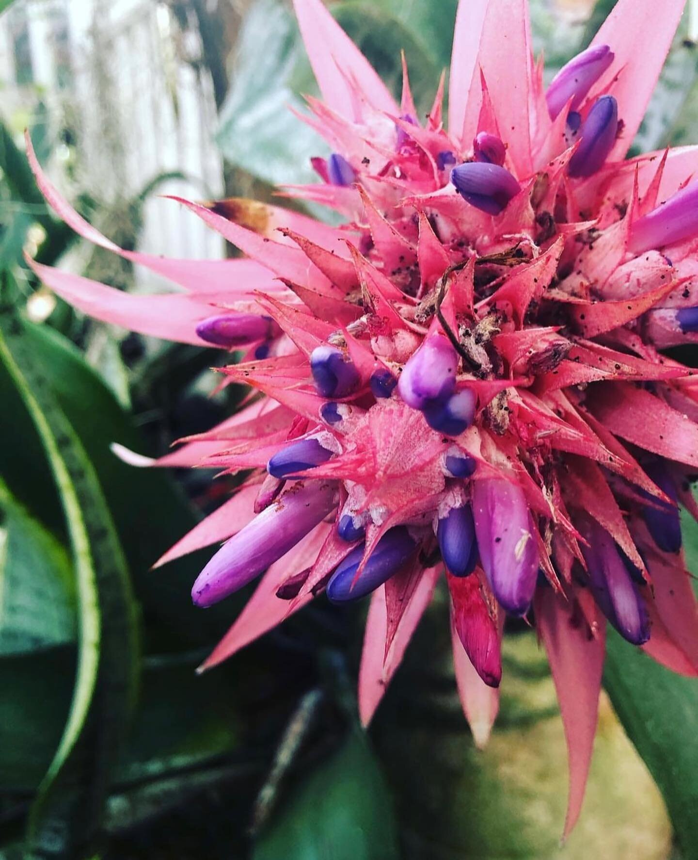 A beautiful respite. Take in the #orchids, #bromeliads and #tropicalginger with views of Magens, Tortola and St. John. With Curated VI coupon book, Phantasea is offering 20% off your entrance fee. 📷 @phantaseavi
.
.
.
.
#stthomas #caribbean #usvi #i