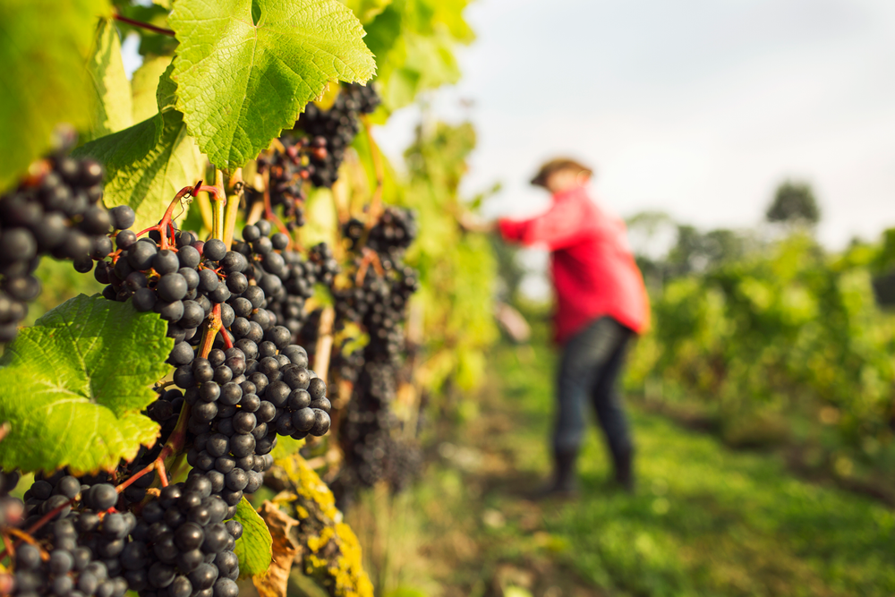 Christmas Gift Guides Inspiration 2025 Unique Holiday Shopping christmas-gift-guides-inspiration-2025-unique-holiday-shopping