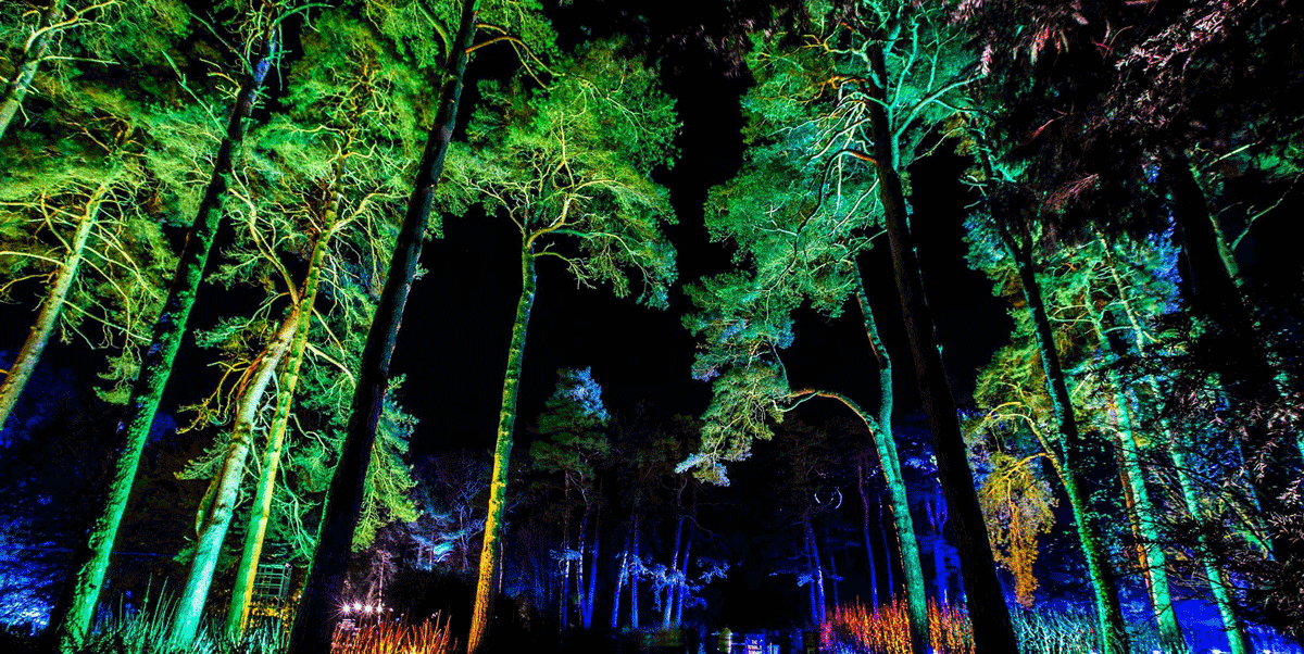 Christmas events in the New Forest, New Forest Christmas light trails, festive wildlife walks New Forest, Christmas light trails Hampshire forest, winter wildlife walks New Forest, family Christmas events New Forest Hampshire,