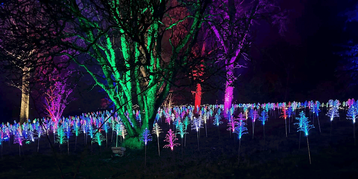 light up sir harold hillier gardens 2025, sir harold hillier gardens christmas light trail, christmas light trail romsey hampshire, illuminated gardens christmas hampshire, festive light trail near romsey