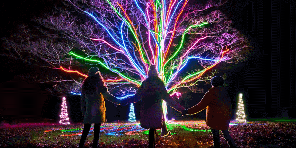 Christmas at Westonbirt 2025 light trail, Westonbirt Arboretum Christmas lights, Westonbirt Christmas evening trail Gloucestershire, Christmas light trail Westonbirt Arboretum, festive woodland light trail Gloucestershire