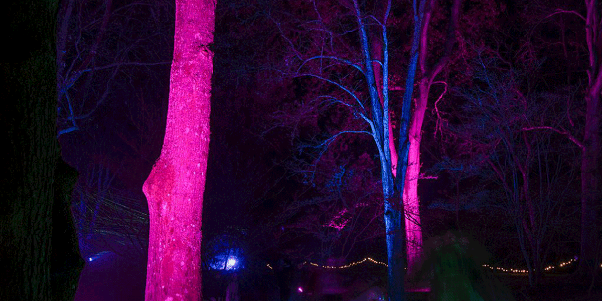 Evening winter wildlife walk Hillier Gardens, Sir Harold Hillier Gardens Christmas event, winter wildlife walks Hampshire gardens, illuminated garden walks Hampshire winter, peaceful Christmas events Hampshire
