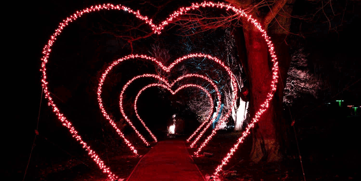 glow marwell winter light trail 2025, marwell zoo christmas light trail, glow marwell festive light experience, christmas light trail at marwell zoo, family friendly christmas events winchester hampshire, illuminated zoo christmas events uk