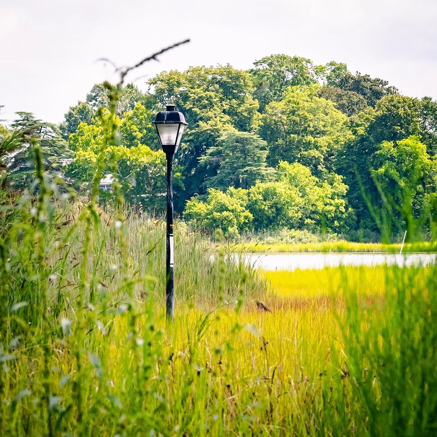 Marsh migration with sea level rise. The plants are the canary in this coal mine! There was once a road here&hellip;
*
*
*
#marshmigration #sealevelrise #norfolkva @wetlandswatchva @suemanganphotography