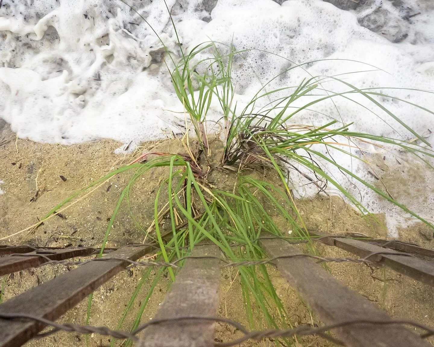 Hold on little Spartina!!! 
*
*
*
#hurricaneerin #norfolkva #chesapeakebay #spartinaalterniflora #wetlandsplants @suemanganphotography