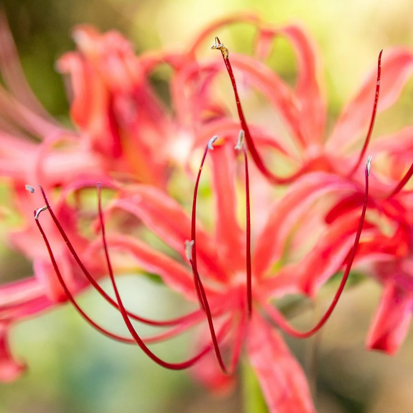 Still going through my @norfolkbotanicalgarden images. A great event! 
*
*
*
#norfolkbotanicalgarden #norfolkva @suemanganphotography #spiderlily