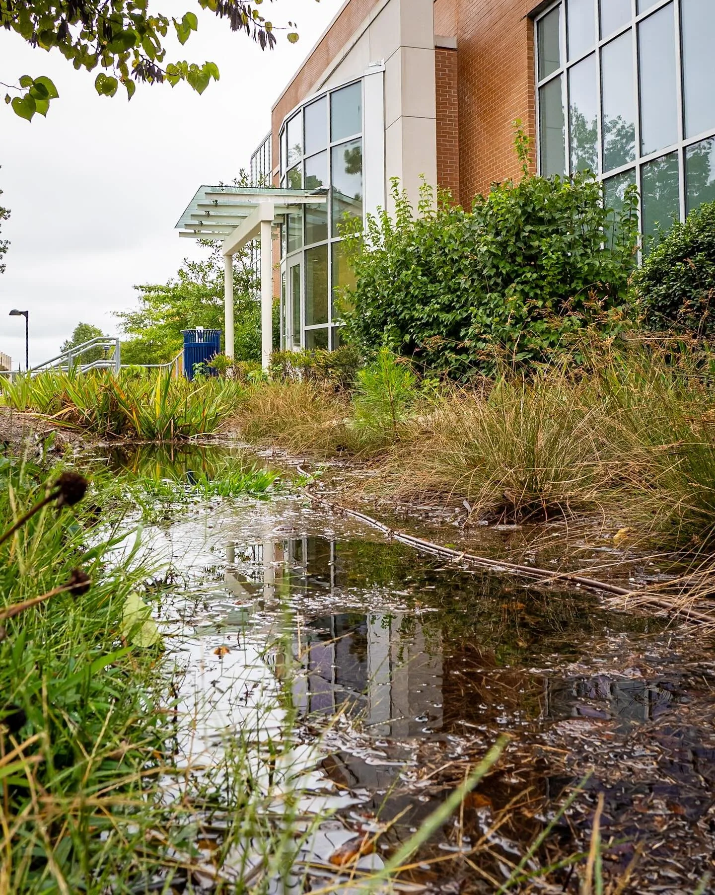 This is a best management practice (BMP) in action at Old Dominion! We had 5 inches of rain yesterday. This rain garden adjacent to Broderick Dining Commons will hold all that water as it evaporates or is absorbed into the soil! Pretty impressive! 
*