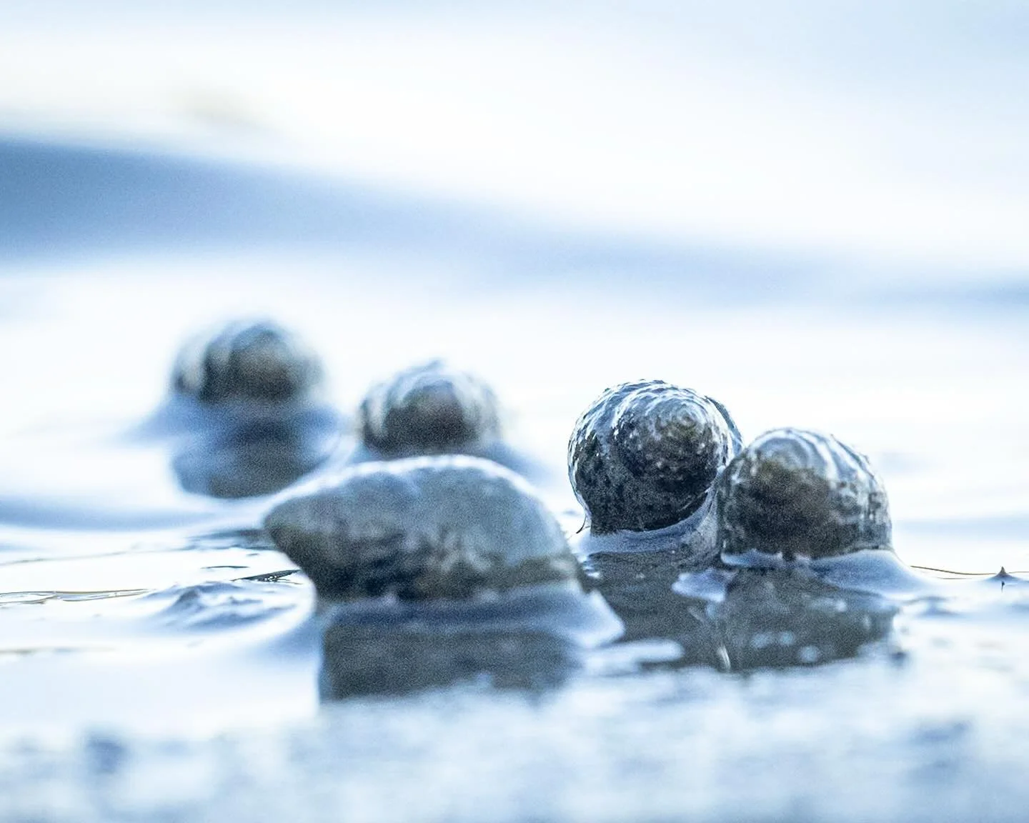 Marsh Periwinkles
*
*
*
#marshperiwinkle #littorariairrorata #virginiabeach @suemanganphotography