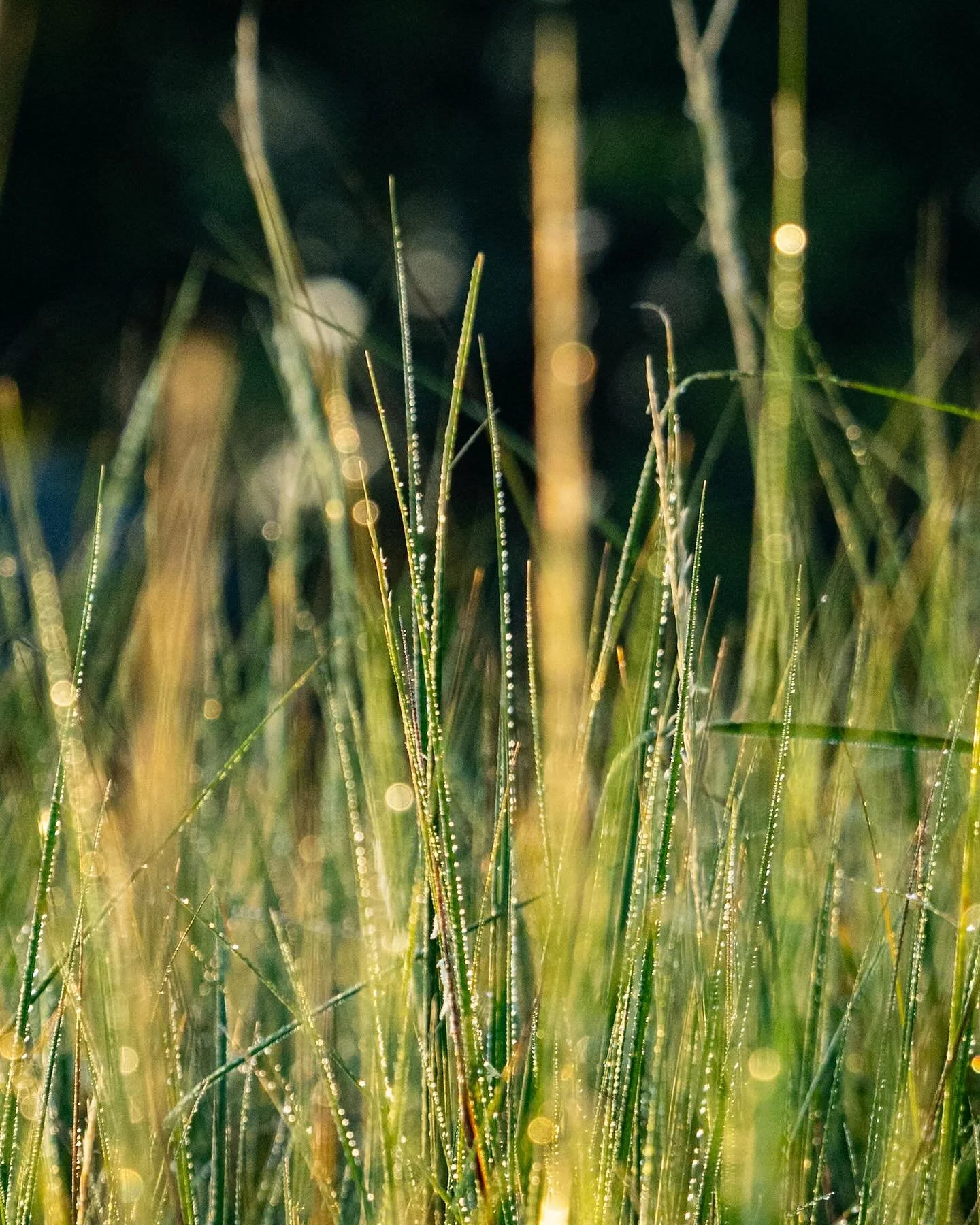 Sunrise paddle, just me and the glittering Spartina Alterniflora! 
*
*
*
#norfolkva #sunrisekayaking #littlecreek @suemanganphotography #spartinaalterniflora #chesapeakebay #savethebay