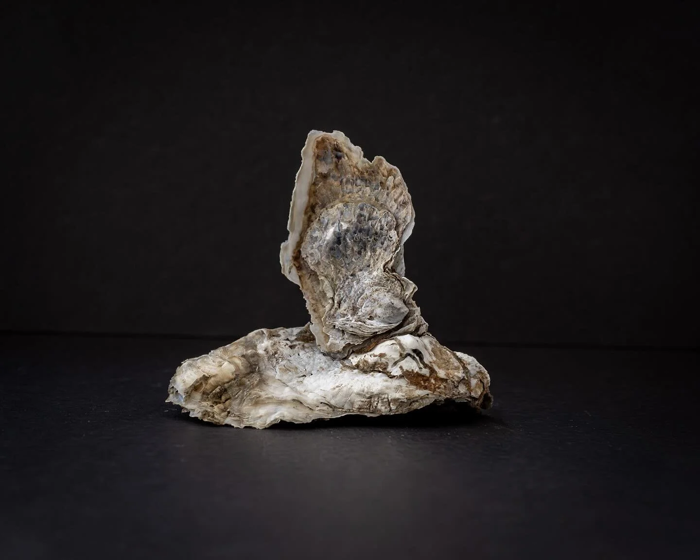 Ongoing personal project&hellip;.oyster portraits. This is one of my babies (toddler?). It was probably part of the early June seeding so that makes it 3.5 months old! 
*
*
*
@chesapeakebayfoundation #oystergardening #norfolkva @suemanganphotography 