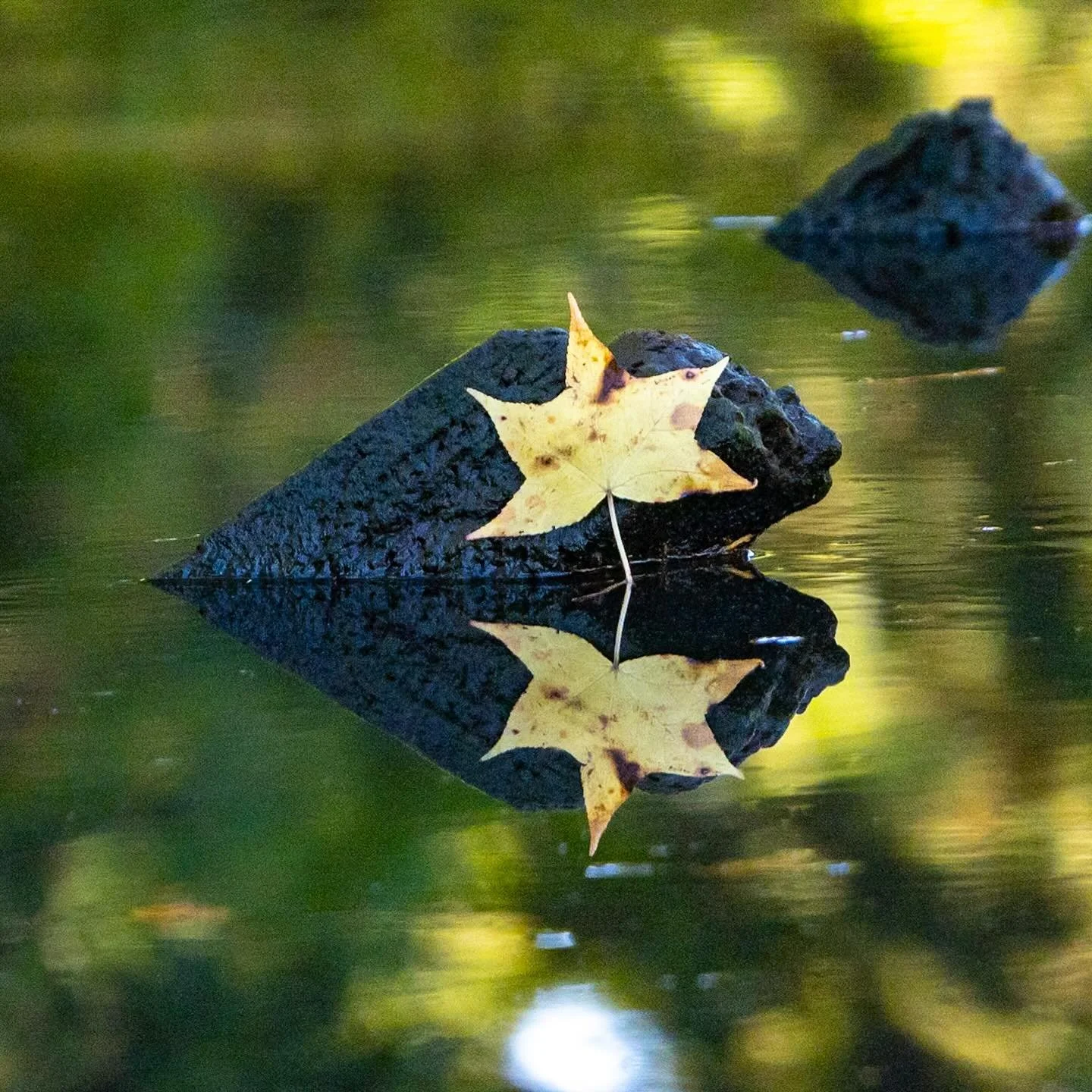 Signs of autumn along Little Creek!
*
*
*
#fallleaves #littlecreek #norfolkva #morningkayak @suemanganphotography