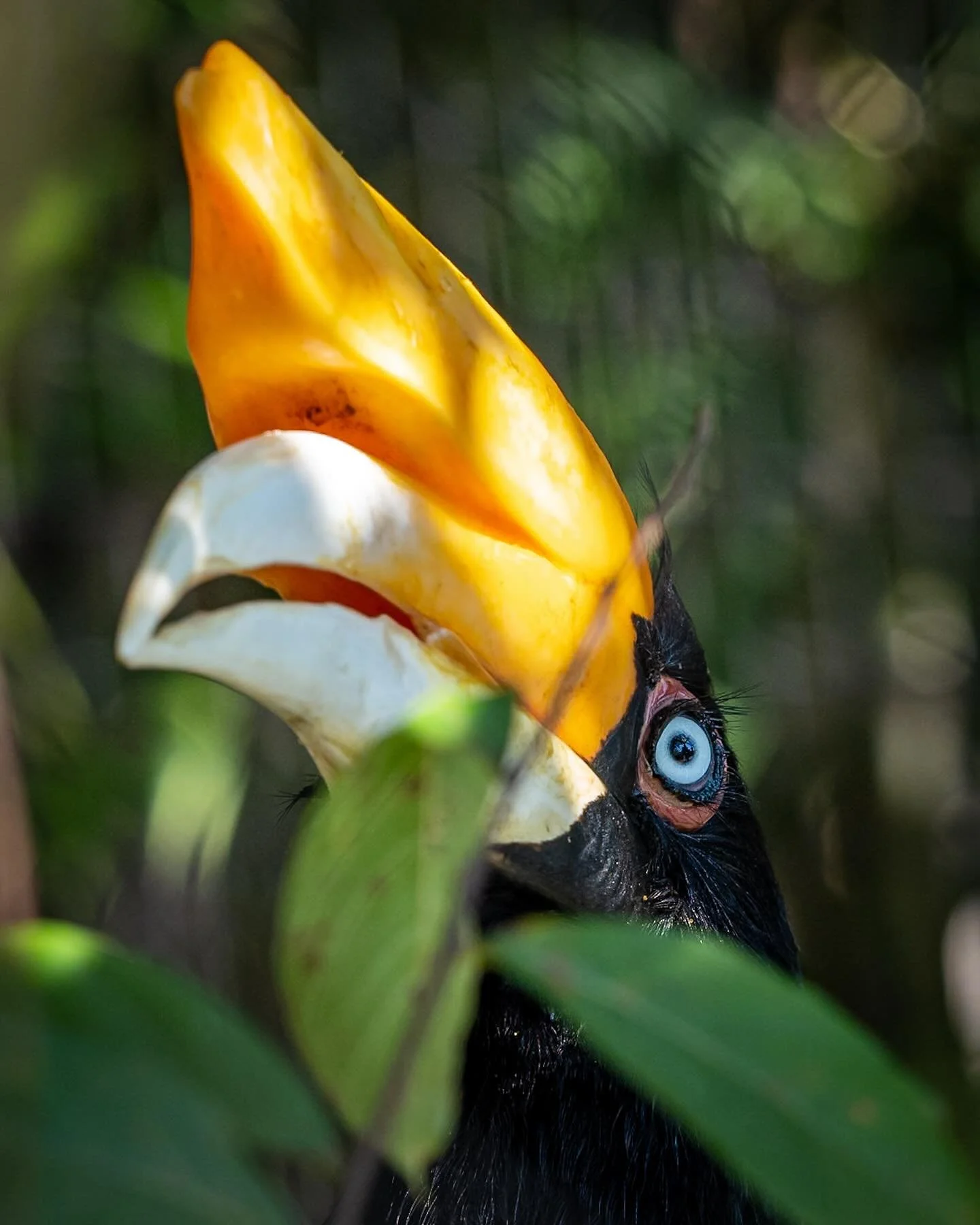 As a member of @norfolkbotanicalgarden , there was reciprocity in September with @virginiazoo ! Thanks for making this available to us! This Rhino Hornbill was glad to meet me! 
*
*
*
#virginiazoo #rhinoceroushornbill #norfolkva @suemanganphotography
