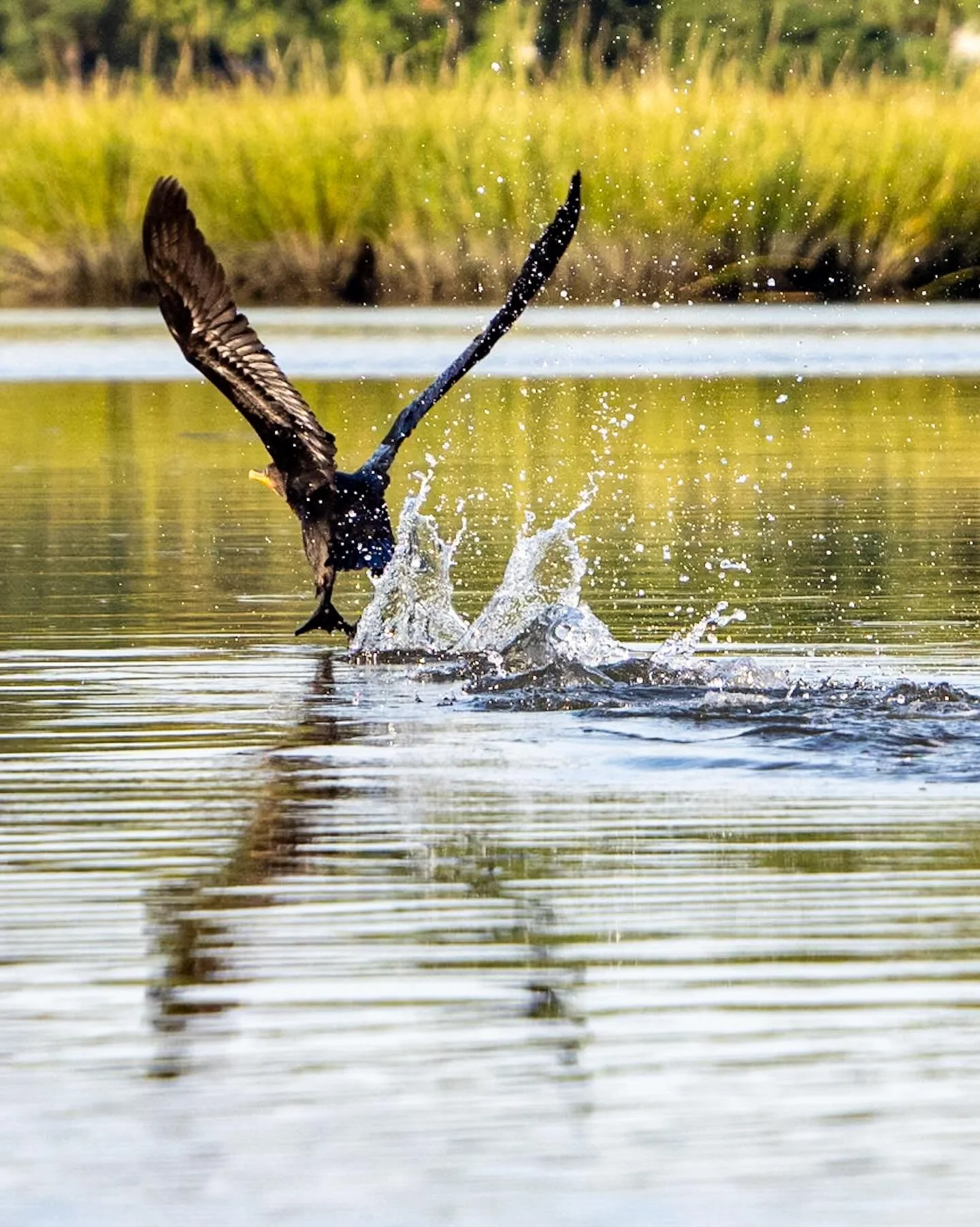 Running into the weekend! 
*
*
*
#doublebreastedcormorant #littlecreek #norfolkva #morningkayak @suemanganphotography