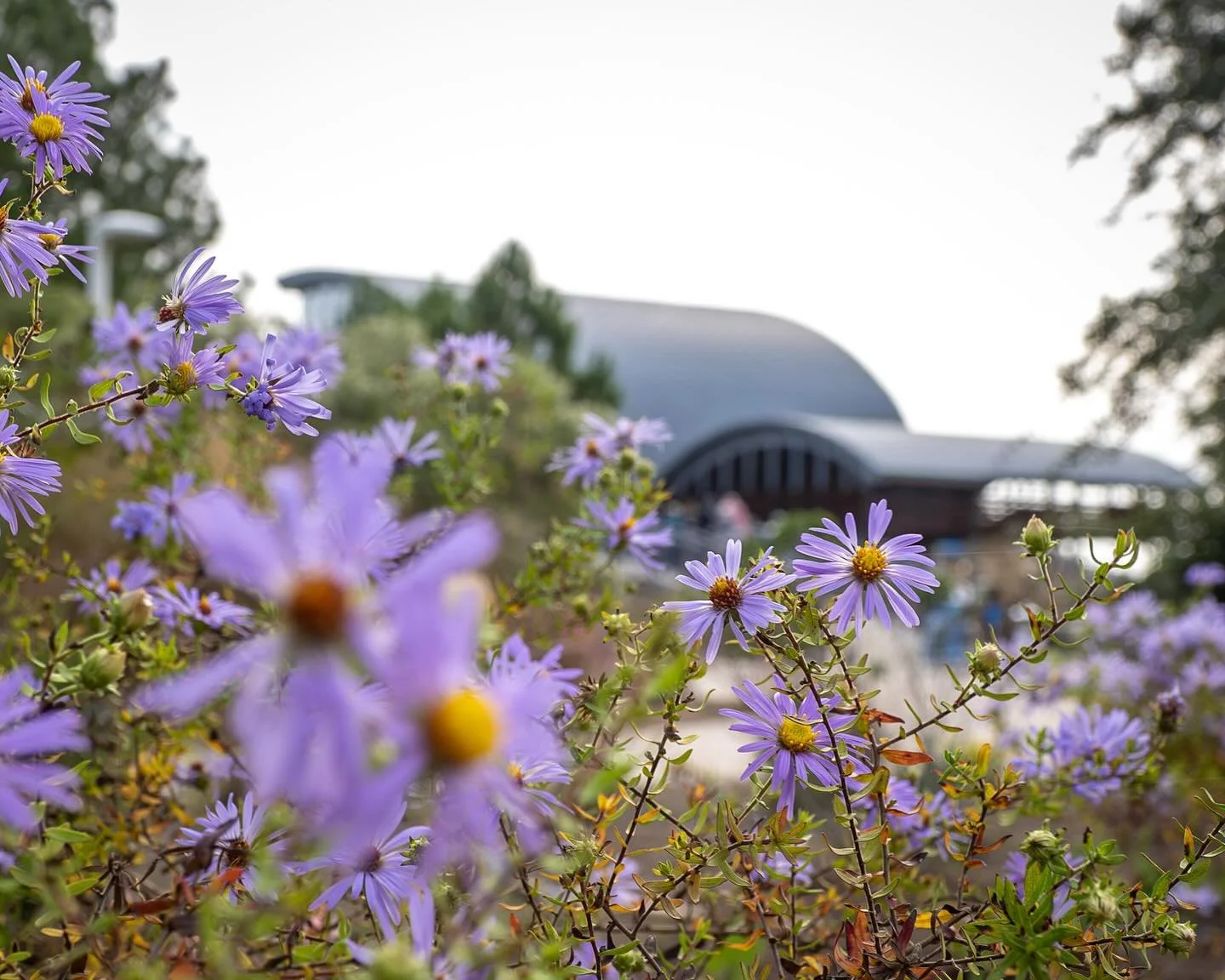 Bioswale looking pretty in purple astors! 
*
*
*
@chesapeakebayfoundation #bioswaleplanting @suemanganphotography #savethebay