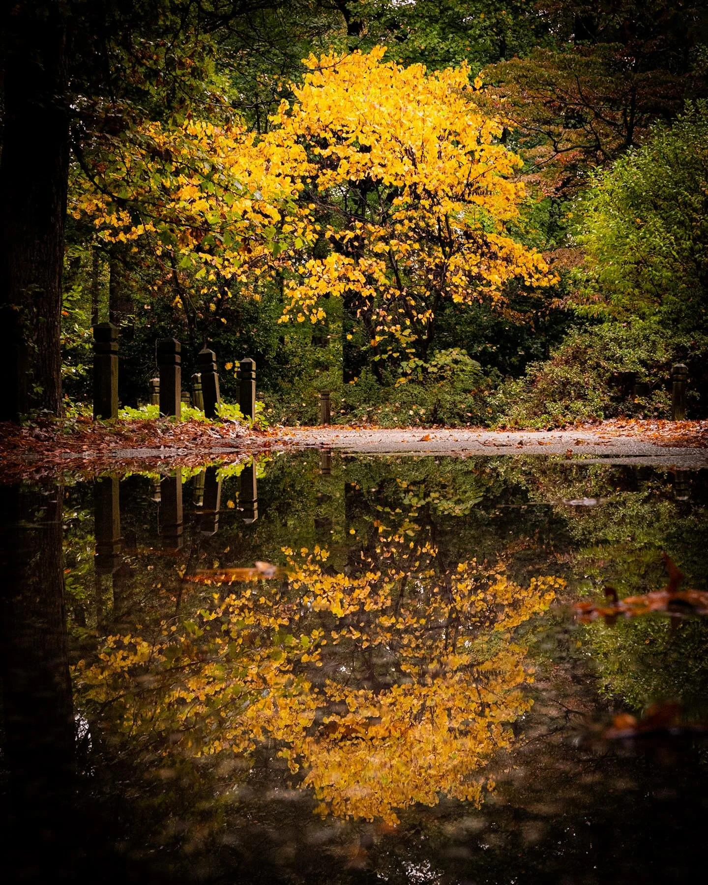 The rain is finally ending! Looking for fall! 
*
*
*
@norfolkbotanicalgarden #fallcolors #reflection #puddles @suemanganphotography