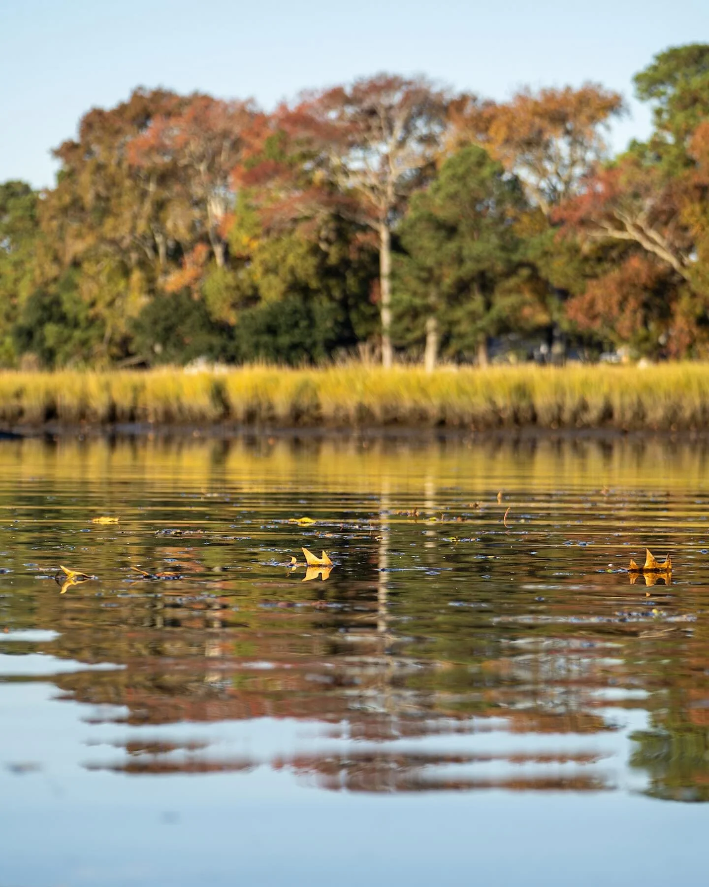 Fall leaves on Little Creek
*
*
*
#littlecreek #norfolkva #fallleaves @suemanganphotography