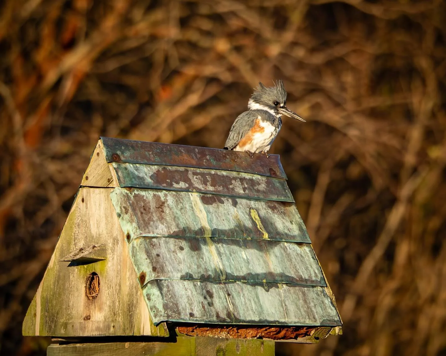 She was an amazing early morning companion, following me all over Little Creek! I love this time of year! 
*
*
*
#morningkayak #beltedkingfisher #norfolkva #littlecreek #chesapeakebay @suemanganphotography #savethebay