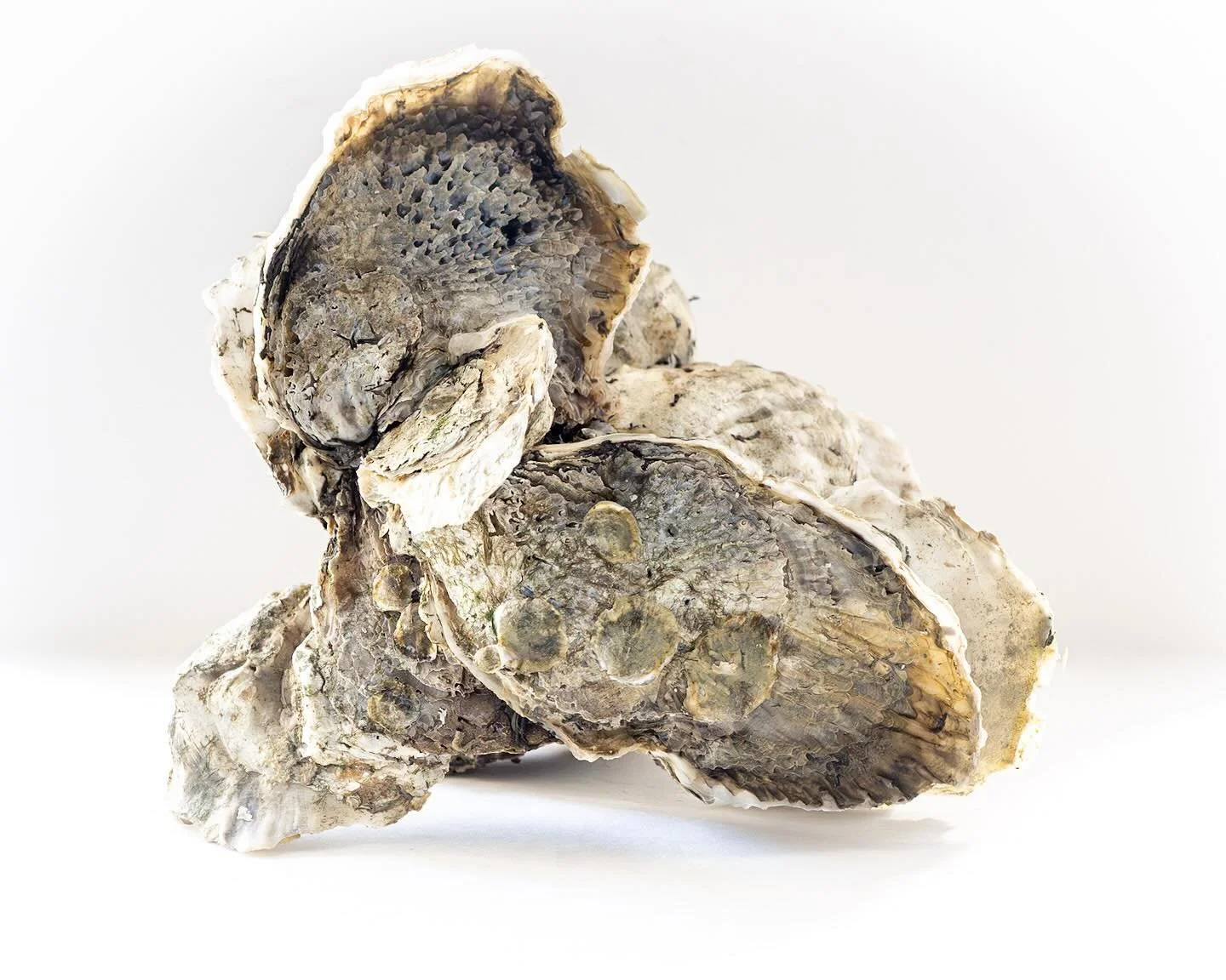 &ldquo;Oyster Portraits&rdquo; is an ongoing project. As an Oyster Gardener with @chesapeakebayfoundation , I foster these oysters for a year. In this photo, the larger oysters are from the late May seeding of the shell. The tiny spat on the lower sh