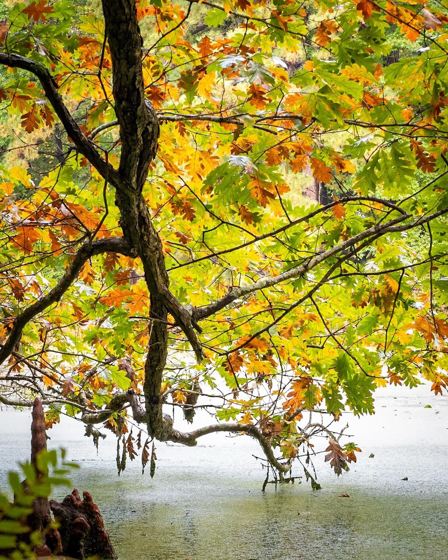 Fall colors!
*
*
*
#norfolkbotanicalgardens #norfolkva #fallcolors @suemanganphotography