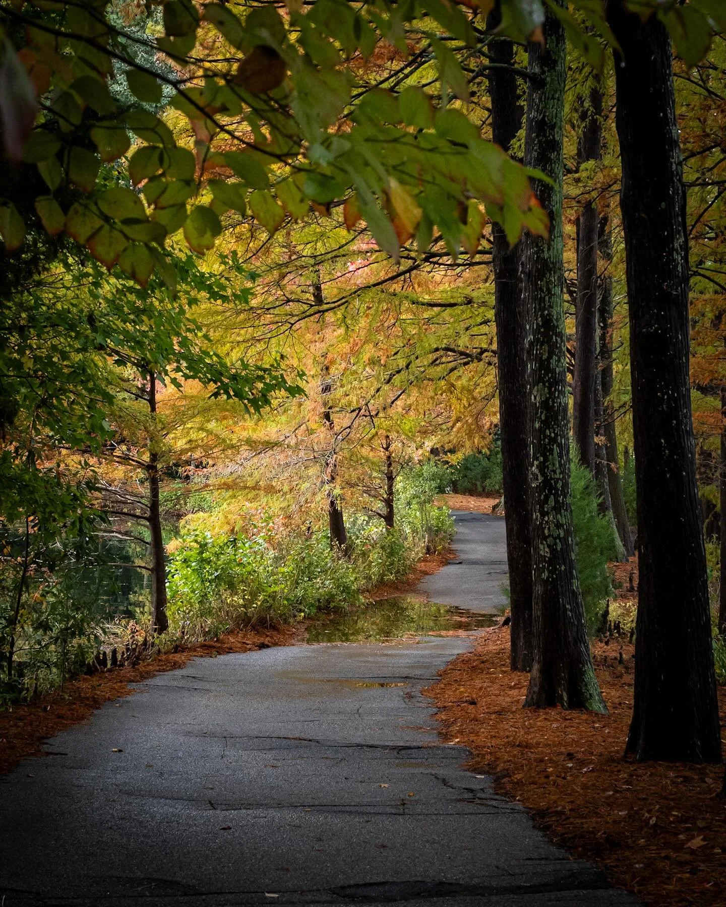Love the colors of Fall!! 
*
*
*
#norfolkbotanicalgarden #norfolkva #fallcolors @suemanganphotography @norfolkbotanicalgarden