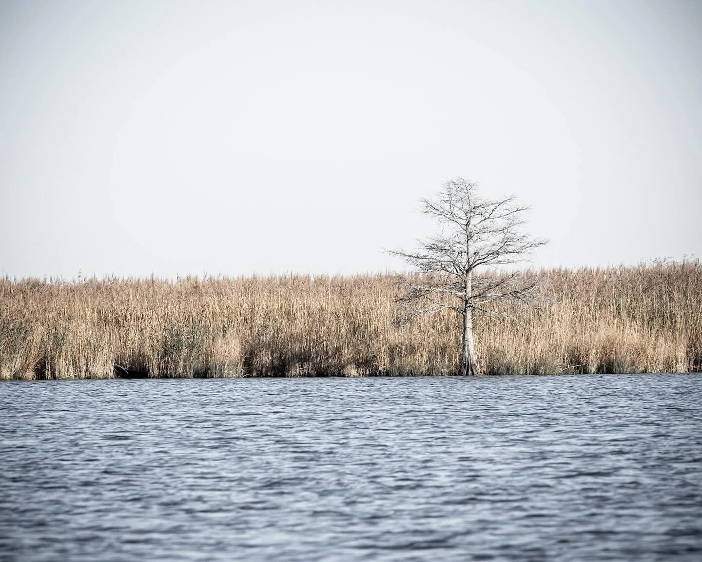 North Landing River desaturated. Thanks for a fabulous morning on the water Eric! 
*
*
*
@mooretoseephoto @suemanganphotography #northlandingriver