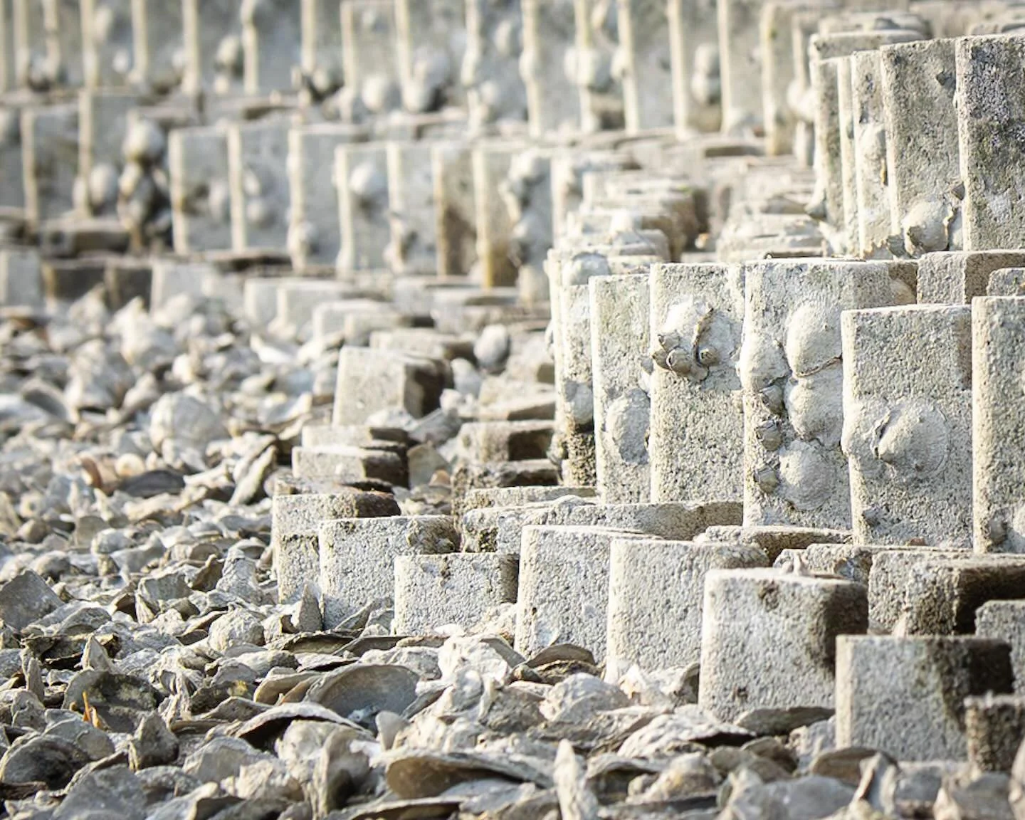 These oyster castles were installed in late May on the next in Hampton VA. This was taken yesterday. All those round growths are oysters! It is remarkable to see this populate so fast!! 
*
*
*
@chesapeakebayfoundation #hamptonva #oystercastles #livin