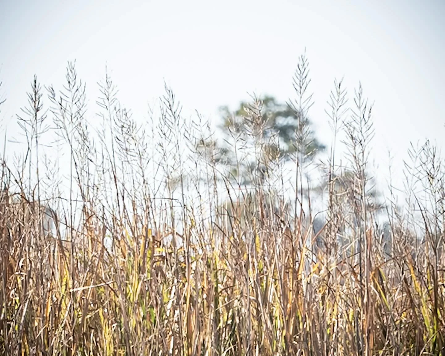 Need to meander this wonderful place in a kayak someday&hellip;
*
*
*
#northlandingriver @mooretoseephoto @suemanganphotography #marshgrasses