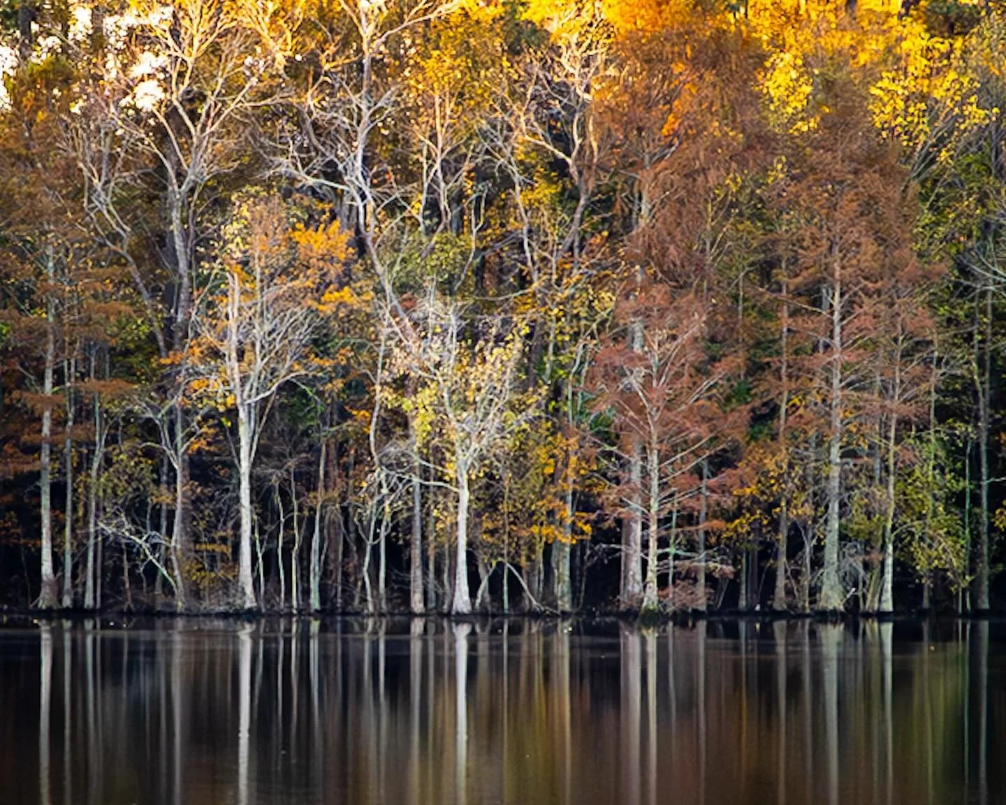 That fall color holding on! 
*
*
*
#stumpylake #stumpylakenaturalarea #virginiabeach #fallcolors @suemanganphotography @vbparksrec