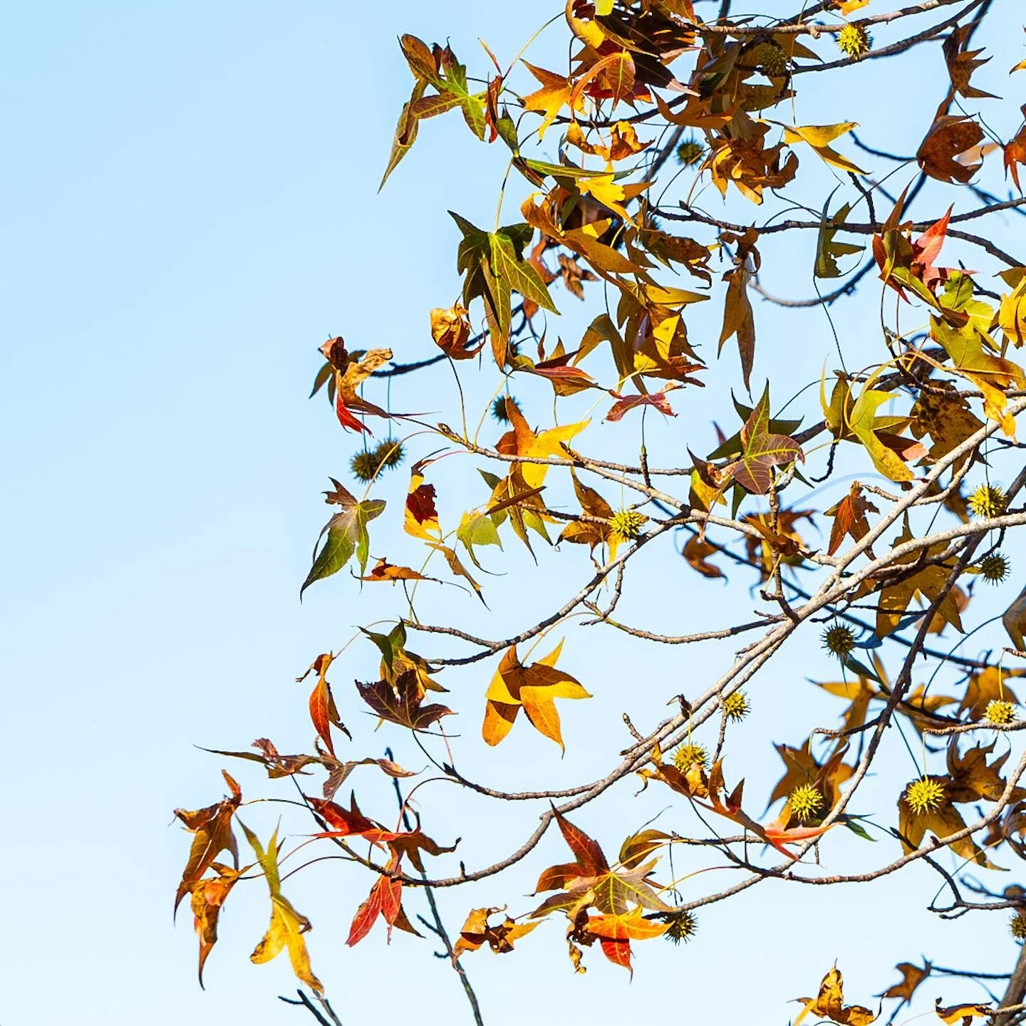 Still loving those fall colors!
*
*
*
#fallcolors🍁🍂 #norfolkva @suemanganphotography