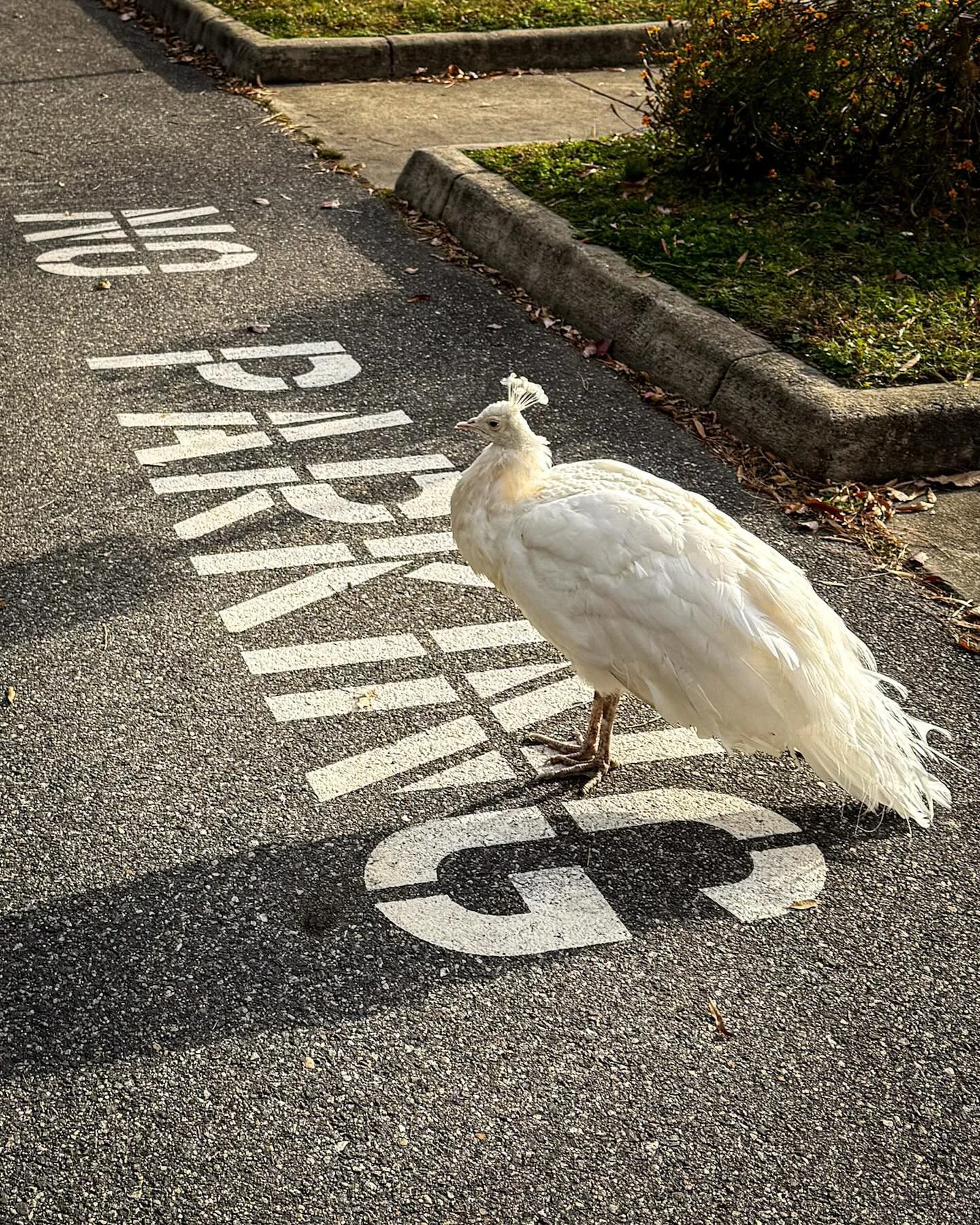 Today&rsquo;s parking attendant has style with a stare.
*
*
*
#bluebirdgapfarm #noparking #albinopeacock @suemanganphotography