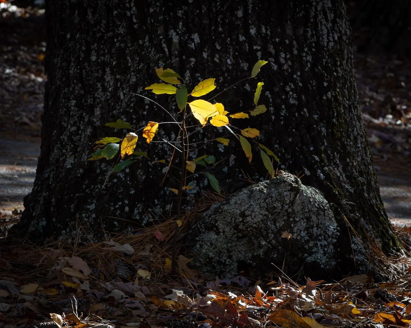 Still holding onto some fall color! 
*
*
*
#fallcolors🍁🍂 #norfolkva @suemanganphotography