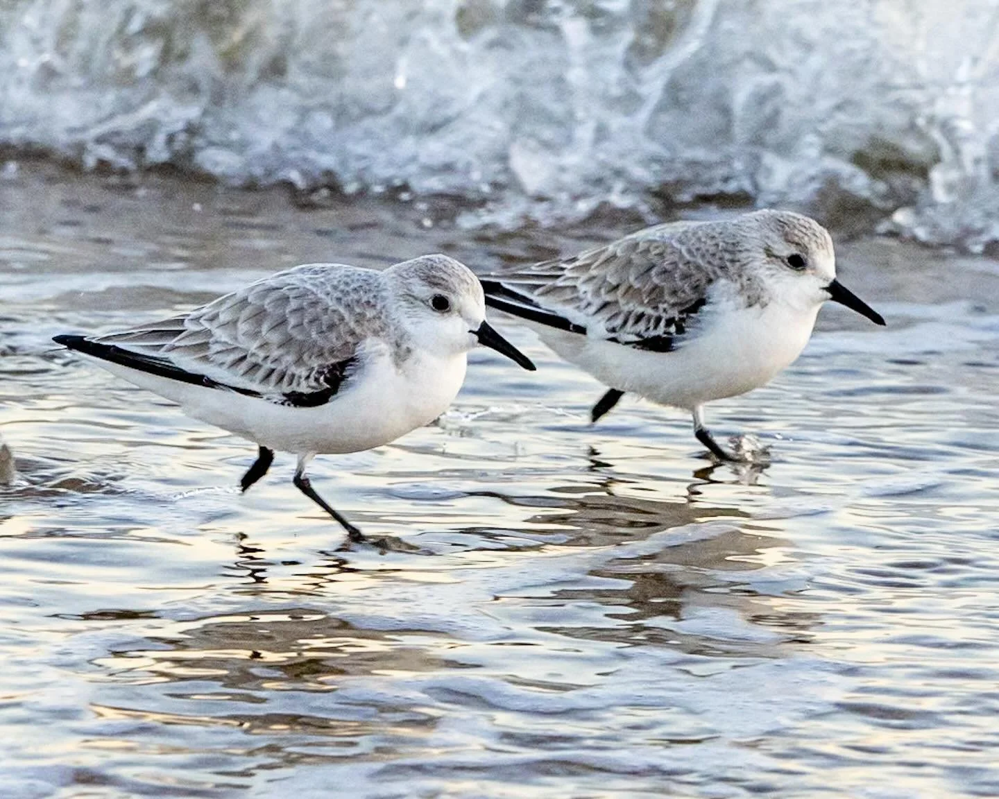 Sanderlings out for morning run along East Beach in Norfolk VA.
*
*
*
#sanderlings #eastbeachnorfolk #norfolkva #chesapeakebay @suemanganphotography