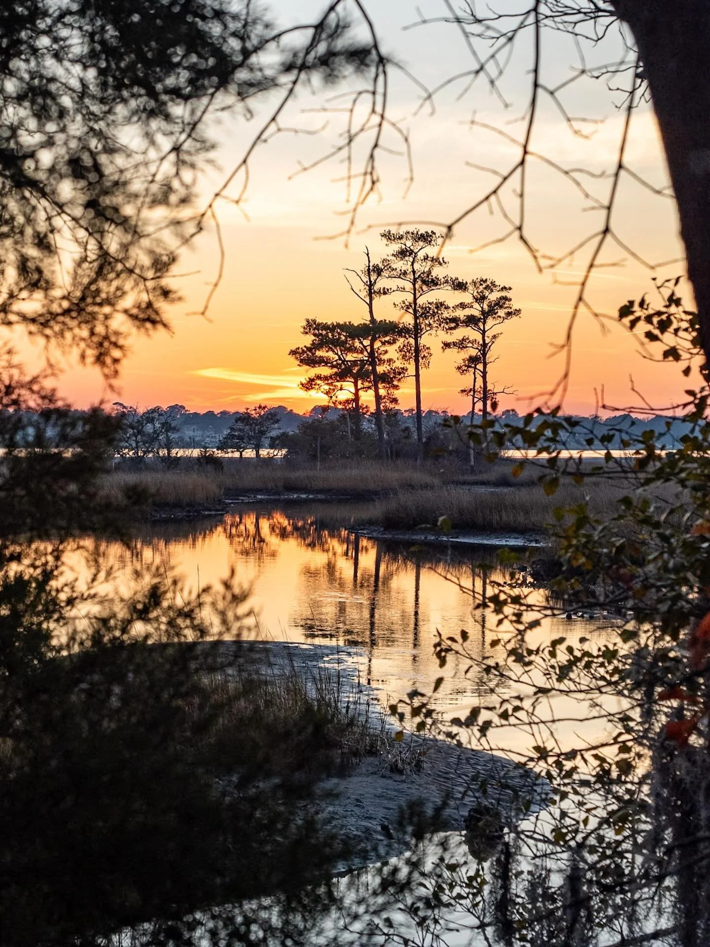 Sunset hike at First Landing SP. A gorgeous way to end the day! 
*
*
*
#firstlandingstatepark @vastateparks @suemanganphotography #sunset