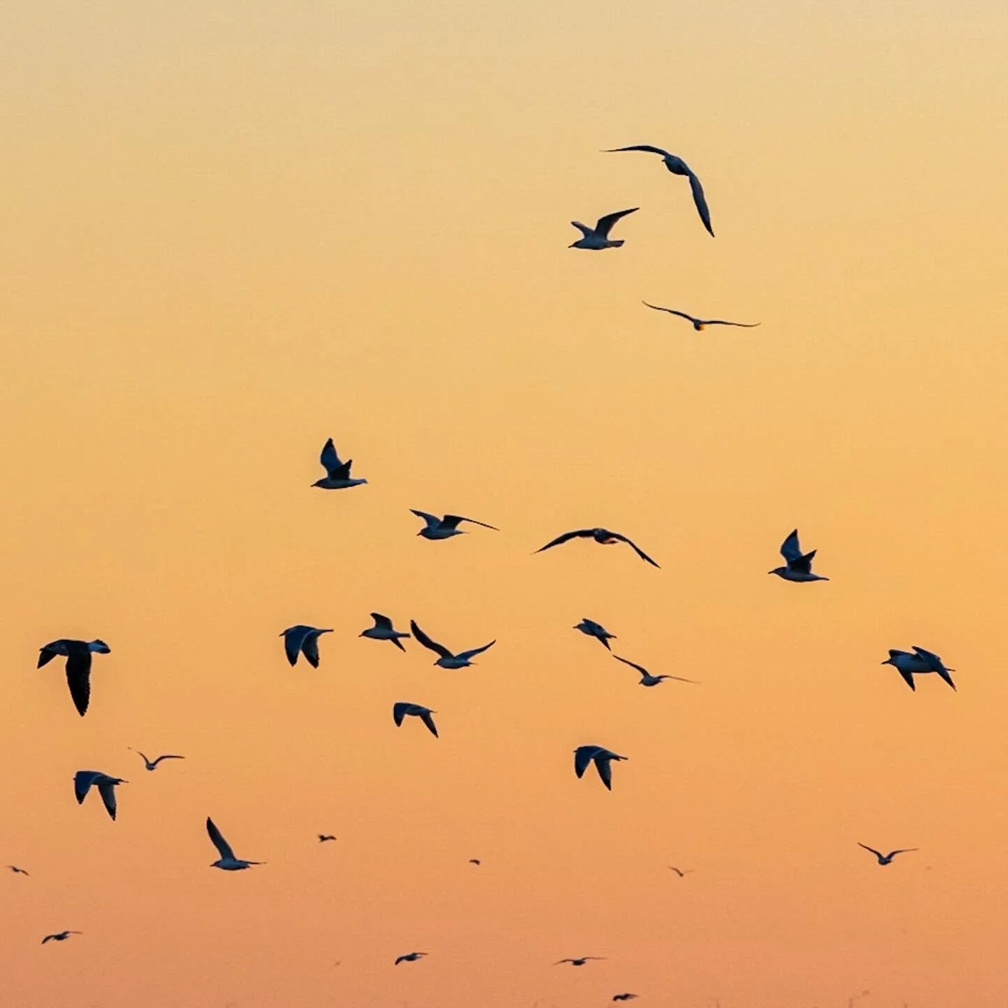 Happy National Bird Day! 
*
*
*
#nationalbirdday @suemanganphotography #chesapeakebay