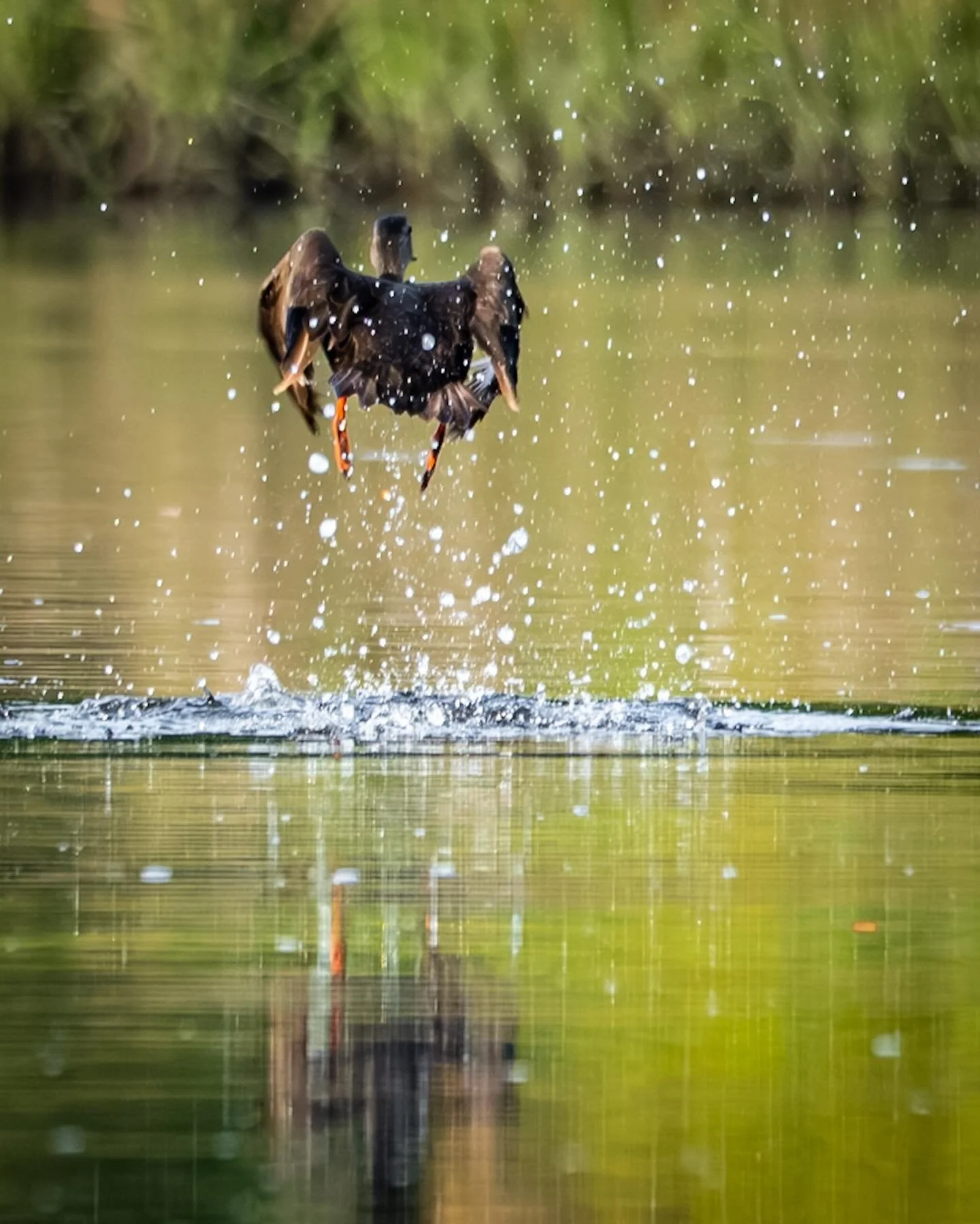 Mallard, departing&hellip;
*
*
*
#mallardduck #littlecreek @suemanganphotography #norfolkva