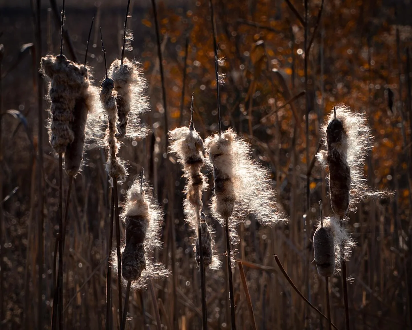 Went looking for tundra swans&hellip;.
*
*
*
#backbaynationalwildliferefuge #virginiabeach #cattail @suemanganphotography