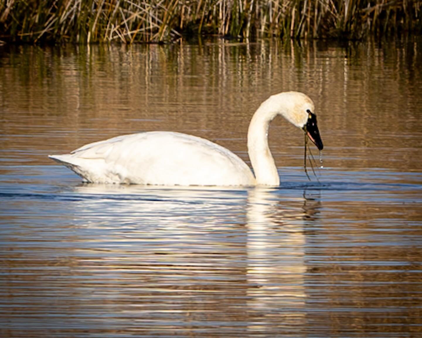 We did find them at Back Bay NWR! 
*
*
*
#tundraswans #backbaynationalwildliferefuge @suemanganphotography