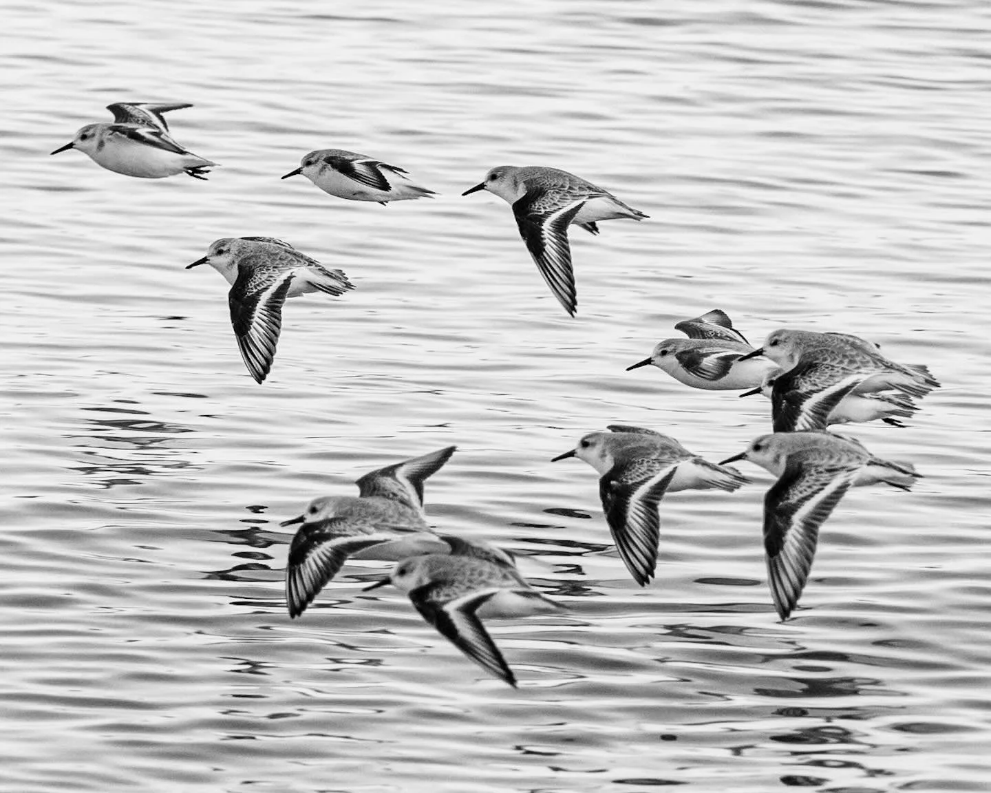 Sanderlings along the beach.
*
*
*
#eastbeachnorfolk #sanderlings #chesapeakebay @suemanganphotography #birdsofvirginia @audubonsociety