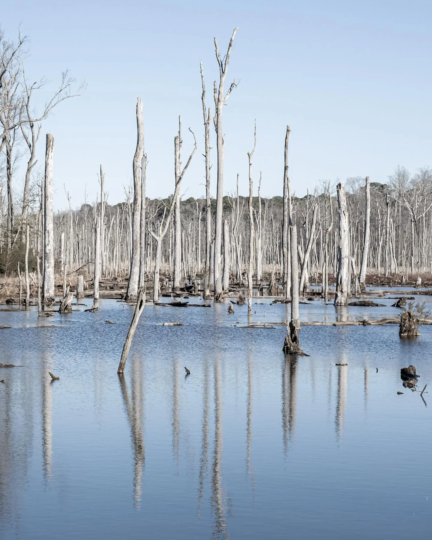 Found a ghost forest while wandering today&hellip;
*
*
*
#ghostforest #colonialparkway #yorktownva @suemanganphotography #beaverdamcreek