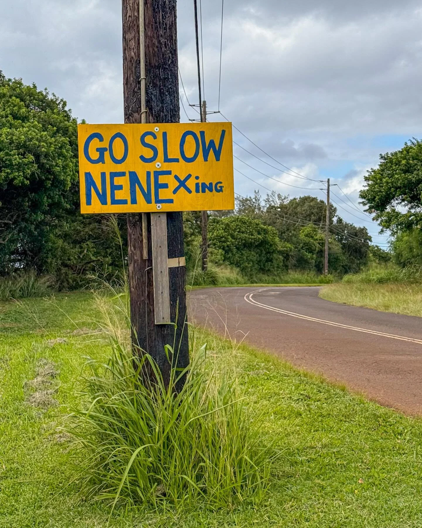 Nene= Hawaiian Goose. They are everywhere on Kauai.
*
*
*
#nene #kauai @suemanganphotography