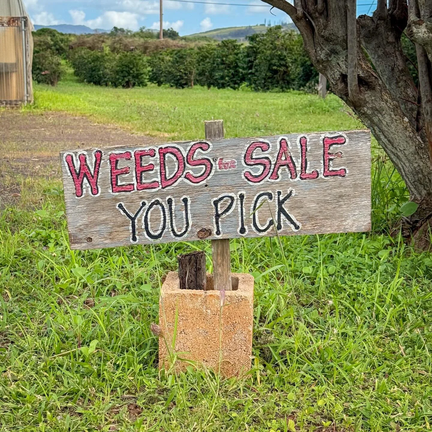 Signs. Kauai.
*
*
*
#kauai @suemanganphotography