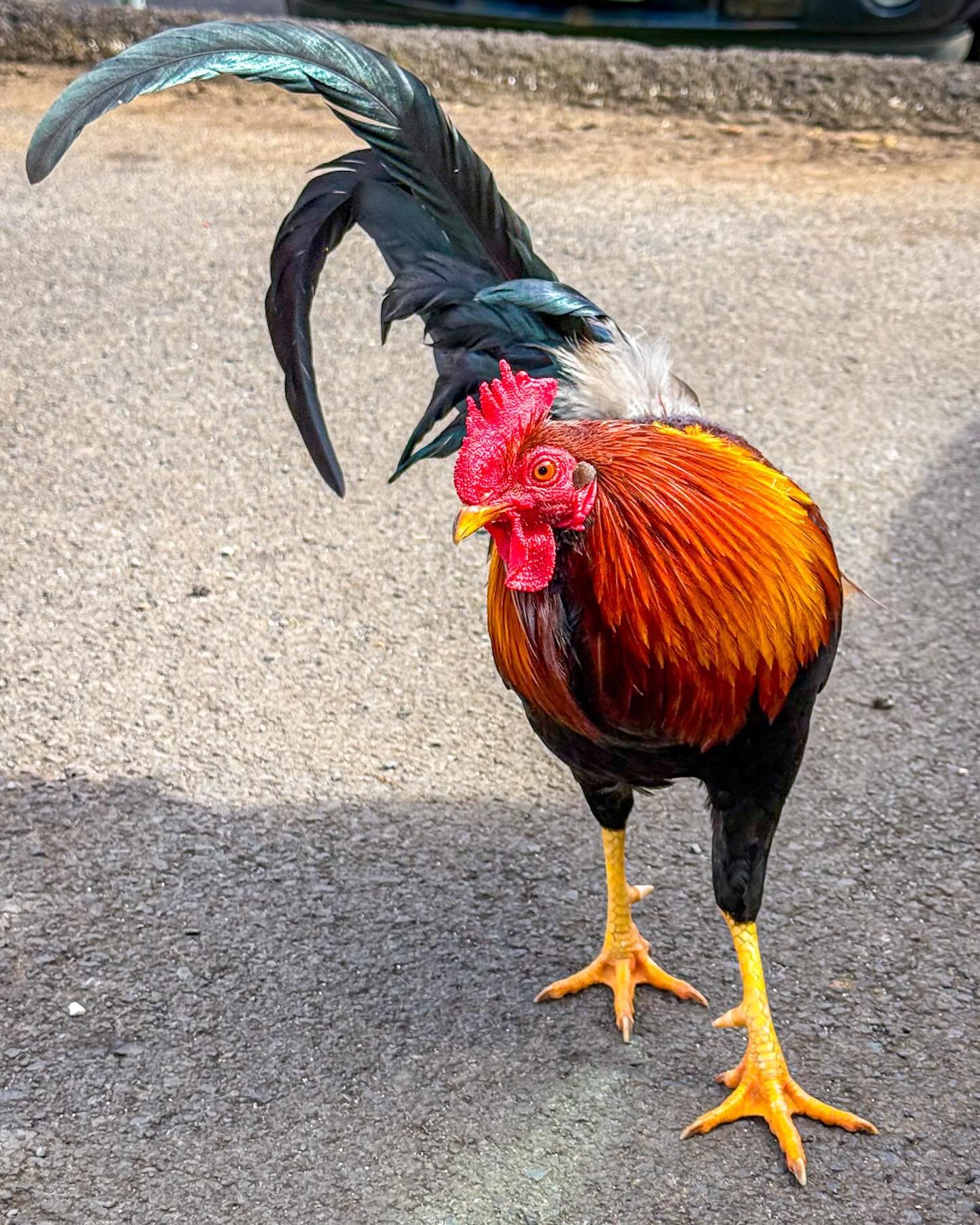 Chickens are everywhere in Hawaii! 
*
*
*
#chickens #hawaiichicken @suemanganphotography
