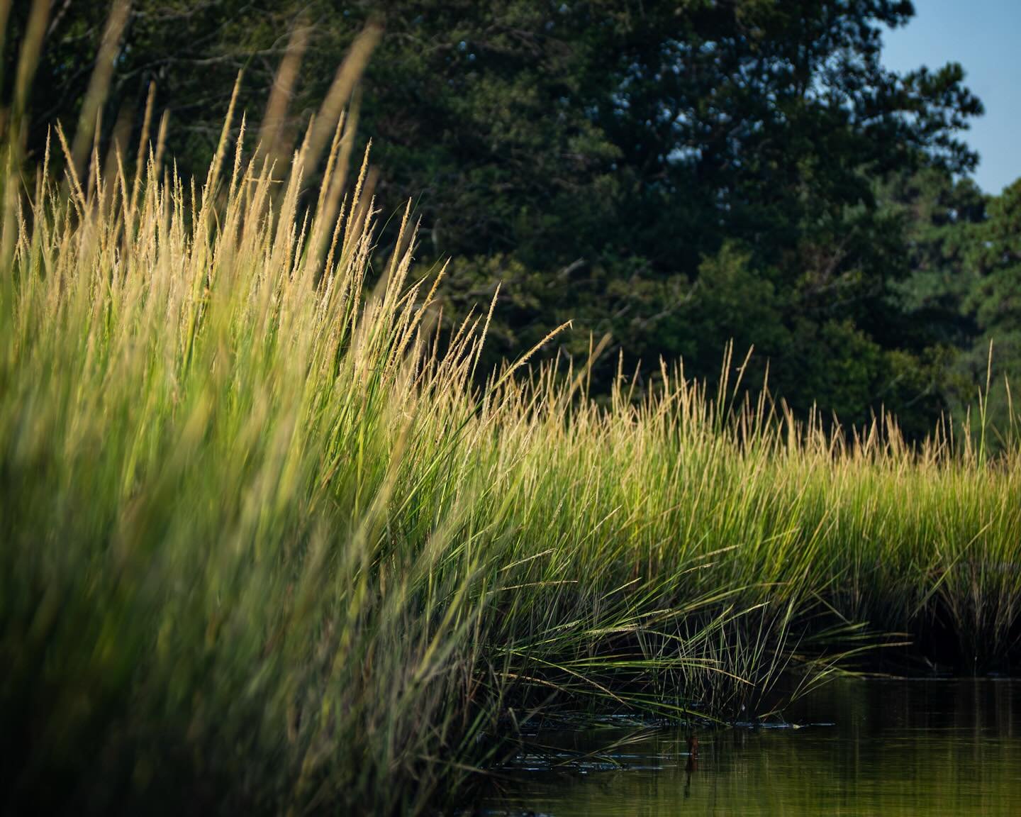 Happy World Wetlands Day!!! Wetlands are vital as natural filters for our waterways, flood prevention and provide essential habitat! Wetlands in VA are threatened! Protect VA Wetlands! 
*
*
*
@cbf_virginia @suemanganphotography #worldwetlandsday @wet