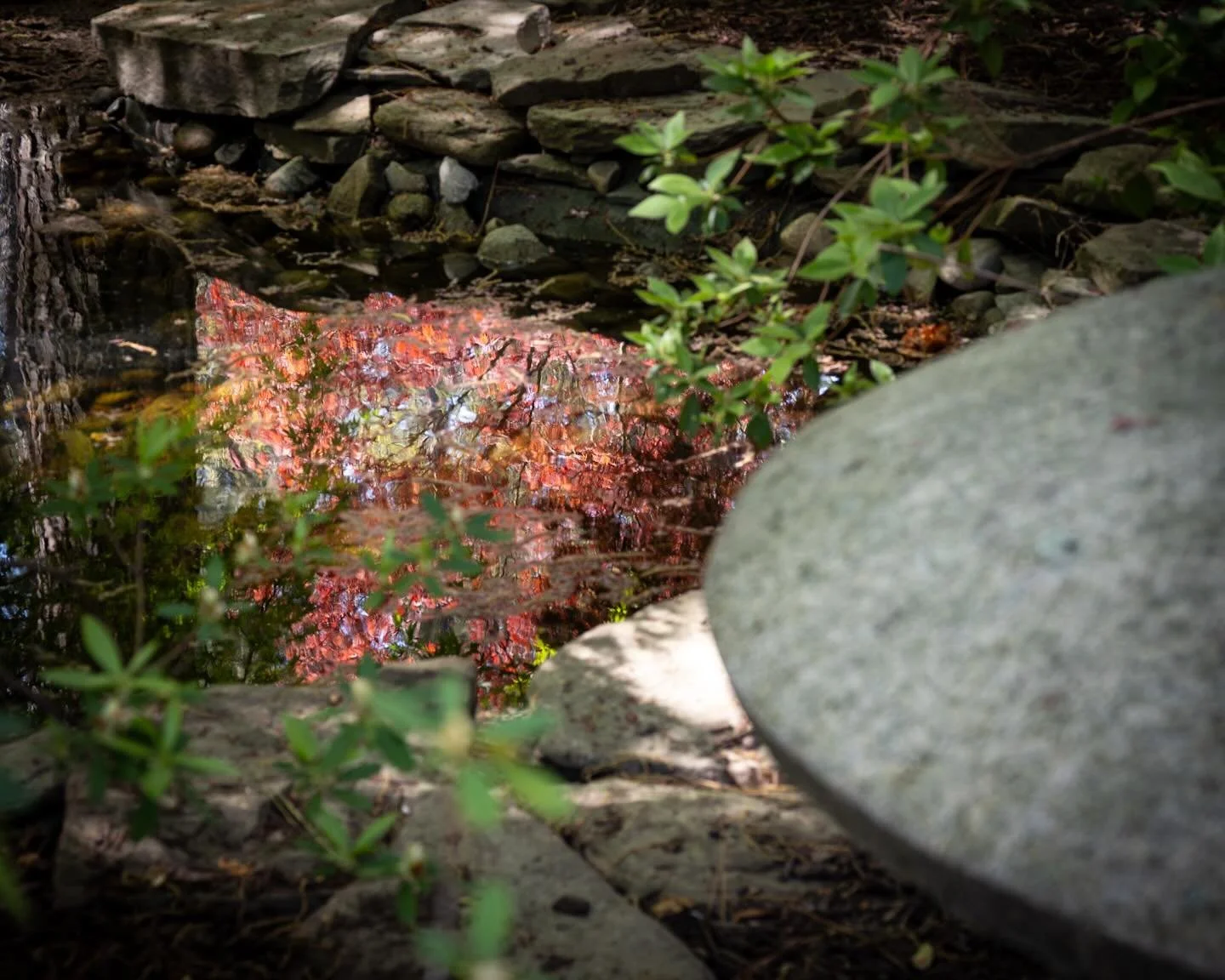 Quick stop at Red Wing Park to see if there were any cherry blossoms left&hellip;alas, there were not. That&rsquo;s ok though, there is still some great color!!!
*
*
*
@vbparksrec #reflection #springhassprung @suemanganphotography #redwingparkvirgini