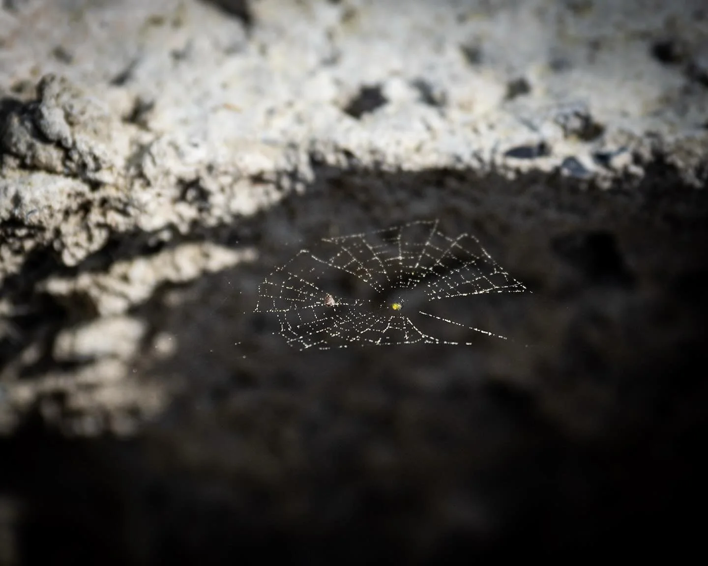 When the reef ball provides habitat for land dwelling creatures&hellip;
*
*
*
@cbf_virginia @rwest_18 #spider @suemanganphotography