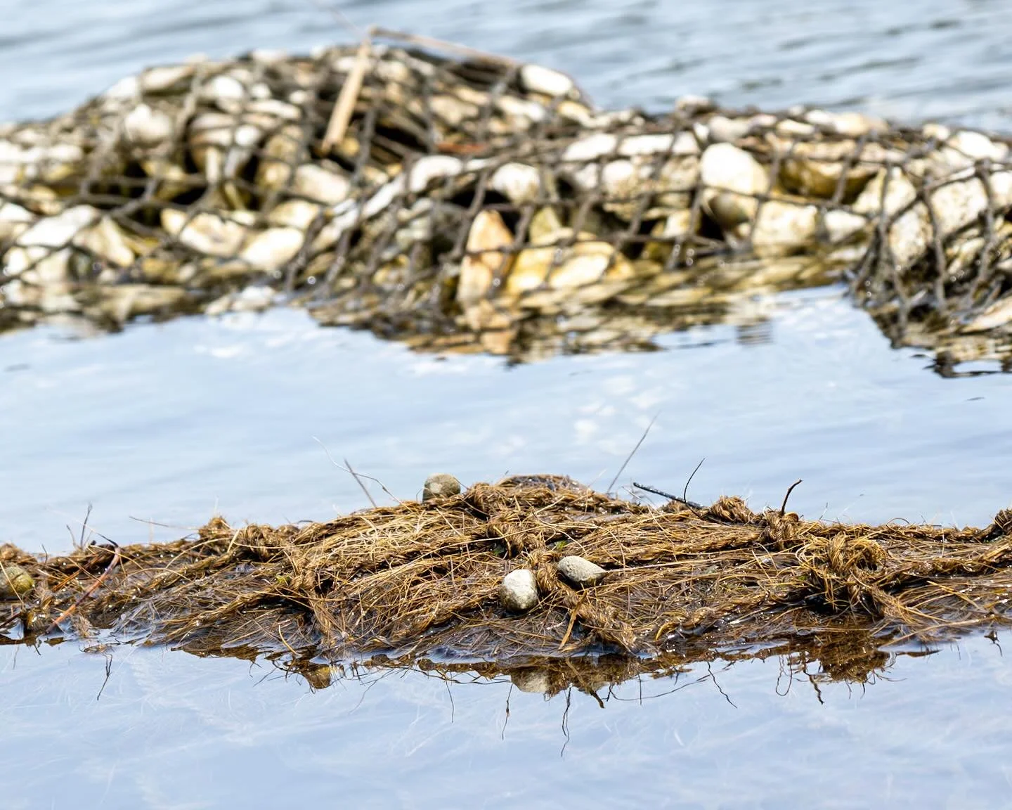 Habitat. Oysters, ribbed muscles, mud crabs, blue crabs, Yellow Night Crowned Herons, Great Blue Herons and of course, those Marsh Periwinkles! 
*
*
*
@cbf_virginia #livingshoreline #hamptonva @suemanganphotography #savethebay
