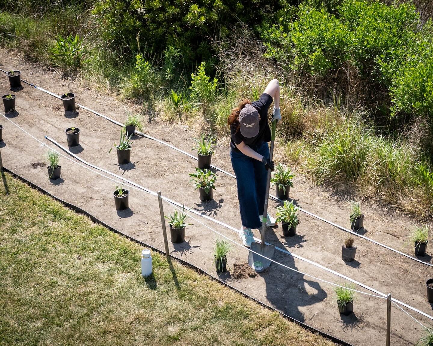 This buffer will be beautiful! 
*
*
*
@cbf_virginia #pineconeharborbuffer @suemanganphotography #hamptonva