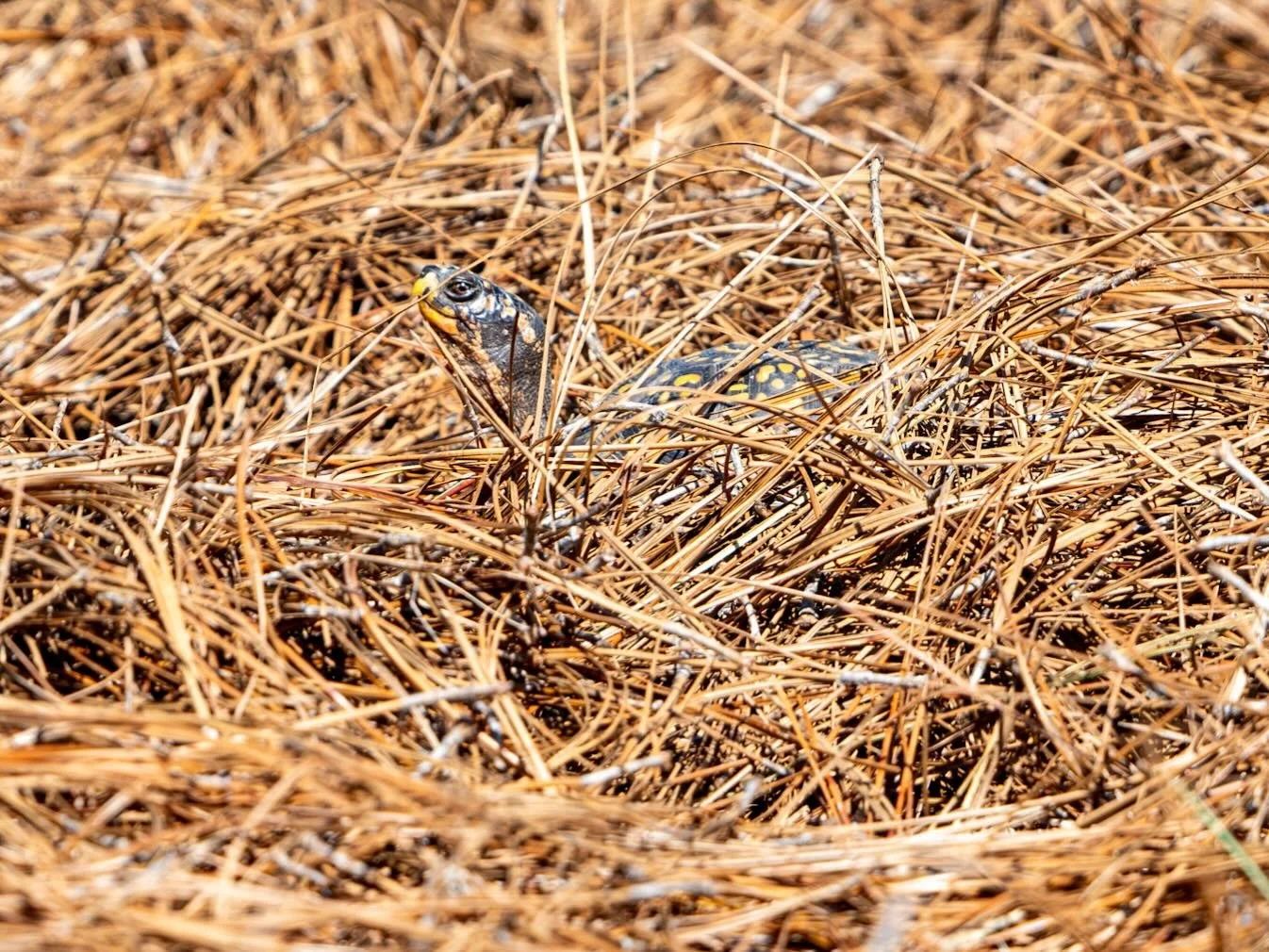Box turtle thinks we can&rsquo;t see her (him?) in the pine straw. 
*
*
*
 #hamptonva #easternboxturtle @suemanganphotography