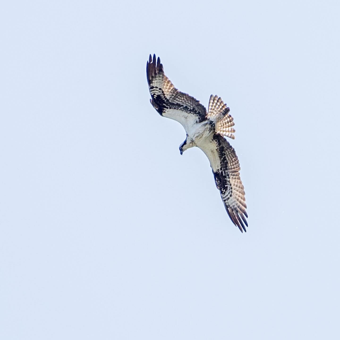 Happy World Migratory Bird Day! While some of these ospreys stay in the Chesapeake Bay Area during the winter, most travel south.
*
*
*
#worldmigratorybirdday #osprey @suemanganphotography #chesapeakebay